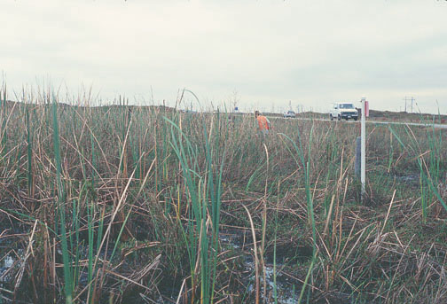 Fresh-water marsh, cattail